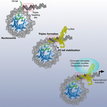Triple helix structures are stablilized by nucleosomes